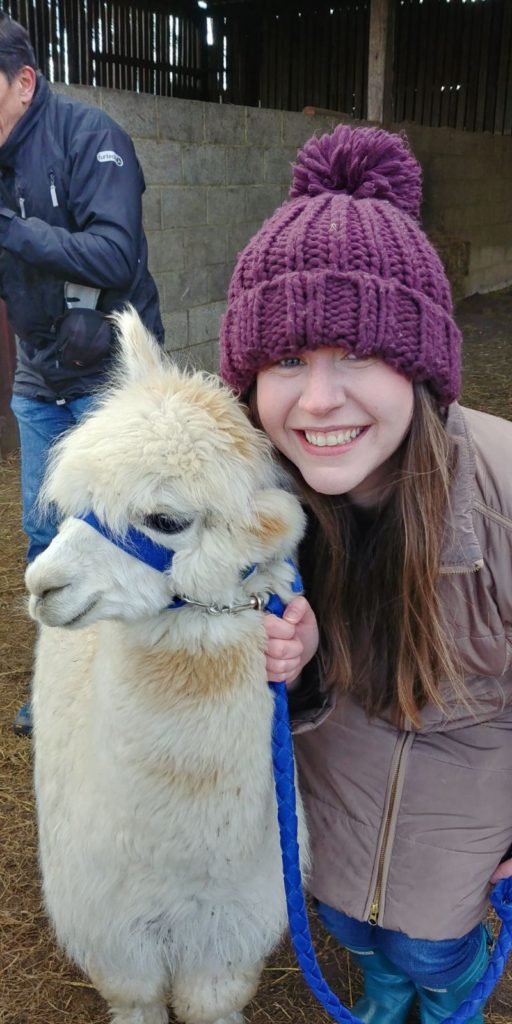 cheap day out with alpacas