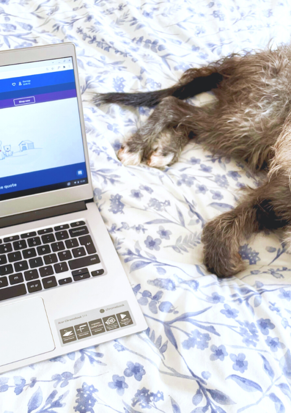 How To Get Cheap Pet Insurance With Quidco Compare (& £20 Cashback!)