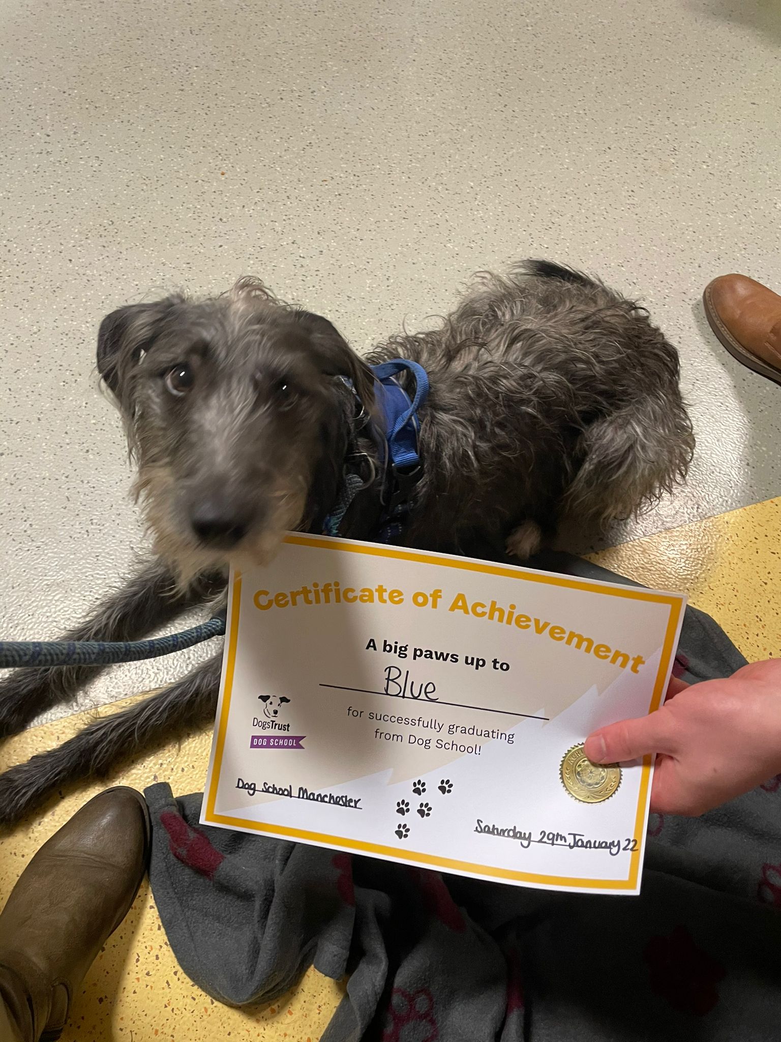 Dogs trust certificate