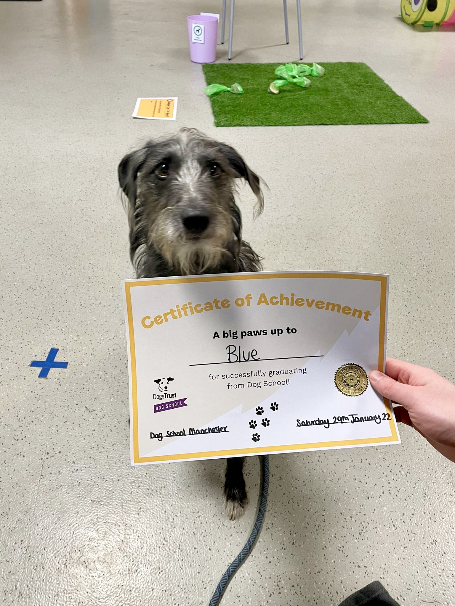dogs trust manchester training certificate